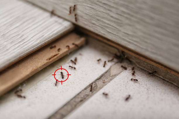 Best Flea Control Services  in Duncan, OK